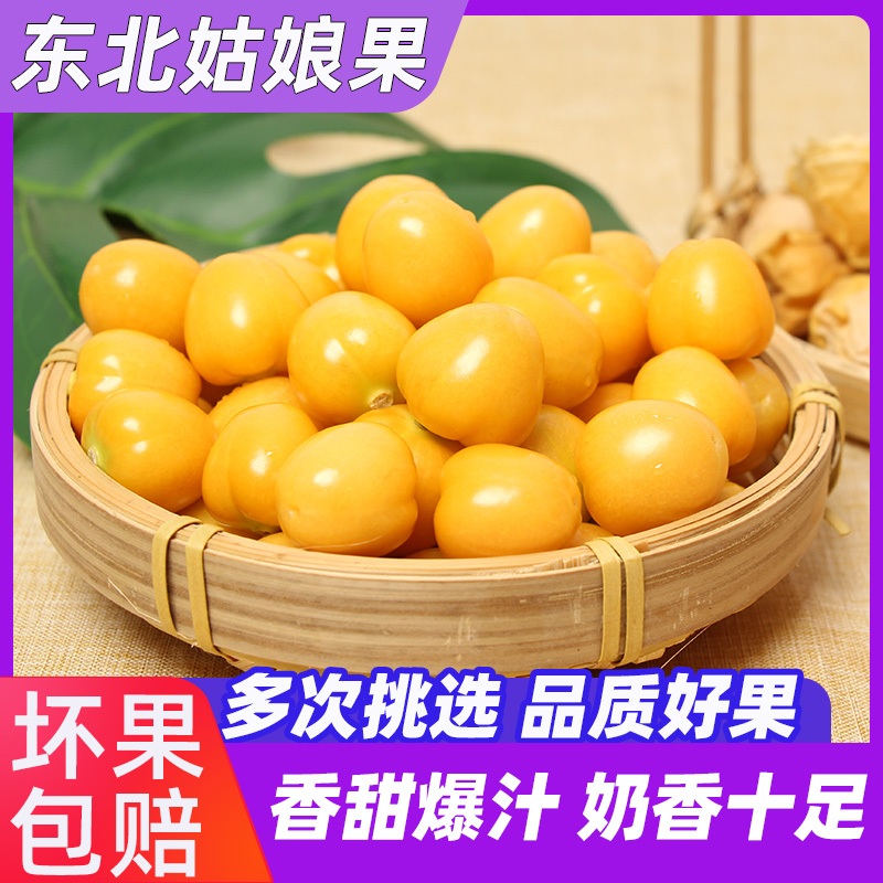 新鲜大姑娘果灯笼果小菇娘果当季