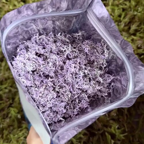 明前莓茶藤茶张家界野生芽尖茶叶