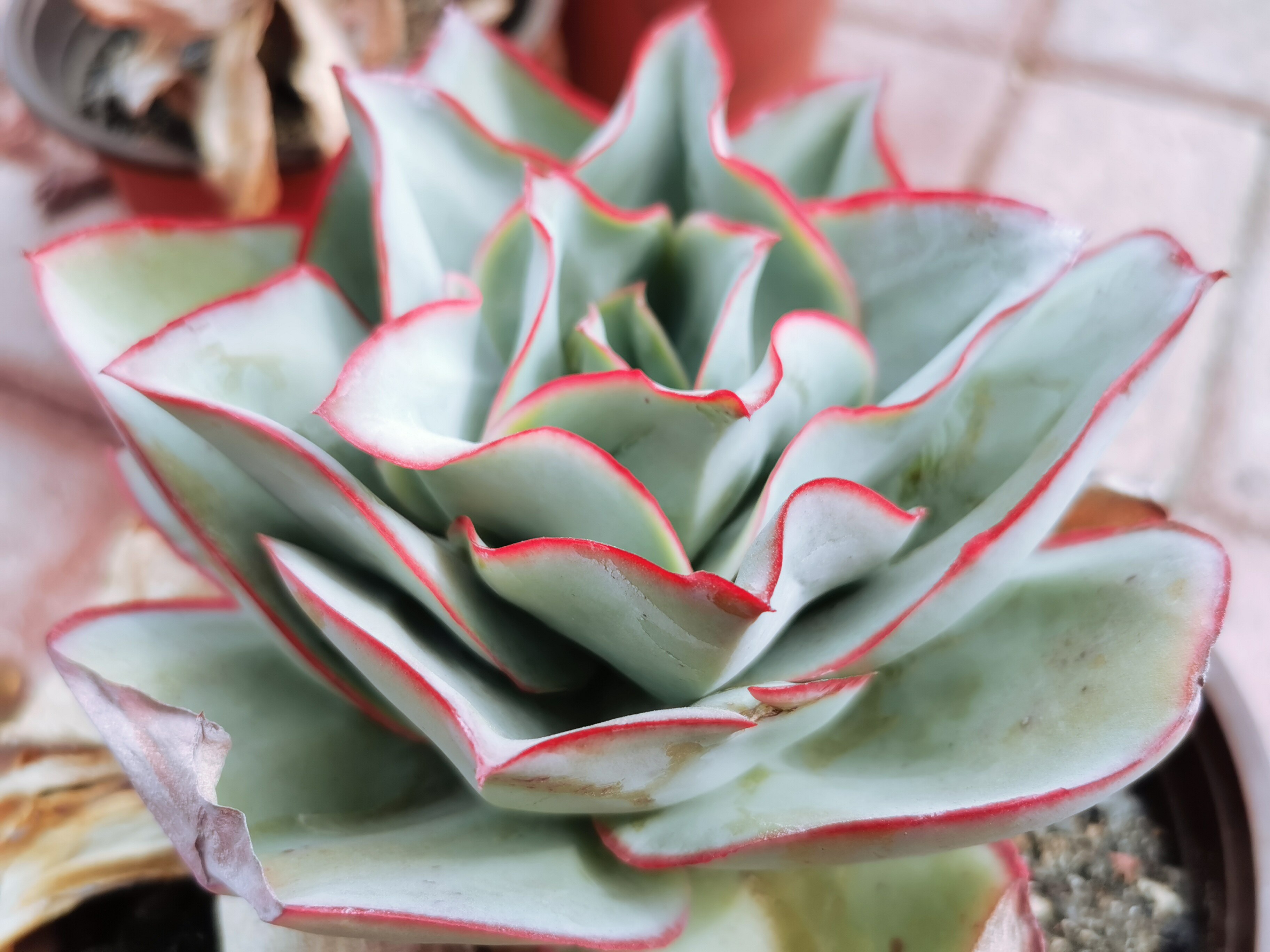 多肉植物蓝光绿光钢叶莲老桩卢浮宫薄叶巨肉景天大粗桩大高桩实物