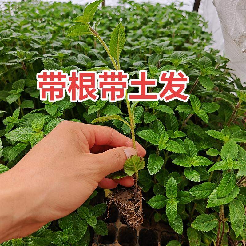 福建新鲜草本地鲜草仙草苗高胶质凉粉草苗黑凉粉草烧仙草苗带土发