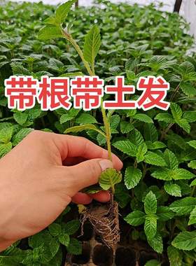 凉粉草黑凉粉福建仙人草苗