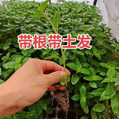 凉粉草黑凉粉福建仙人草