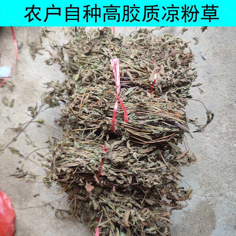 新鲜黑凉粉草武平凉粉草高胶质