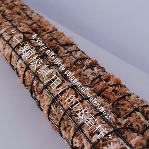 之光plan攀爬计划水台棕柱植物