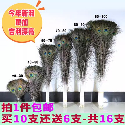 孔雀羽毛天然真孔雀毛羽毛插花瓶孔雀翎尾毛饰品羽毛装饰25-100cm