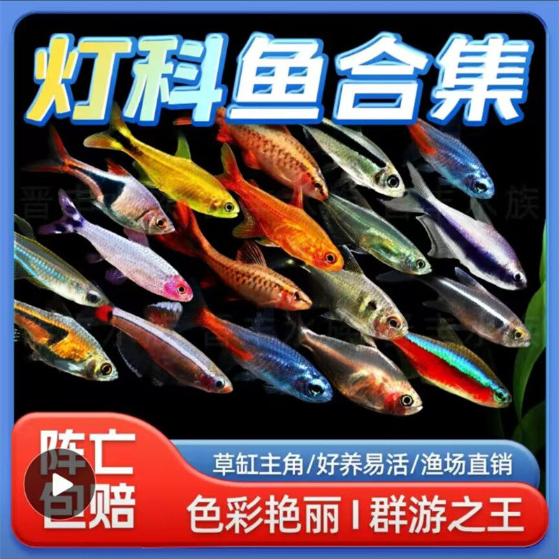 热带淡水鱼活体观赏鱼灯鱼红绿灯宝莲灯红鼻剪刀小型鱼群游鱼包邮