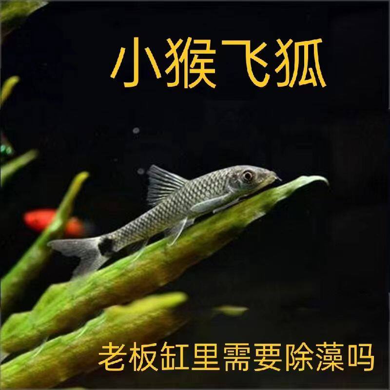 小猴飞狐鱼(除黑毛藻)淡水鱼缸清洁工具热带鱼 观赏鱼活体