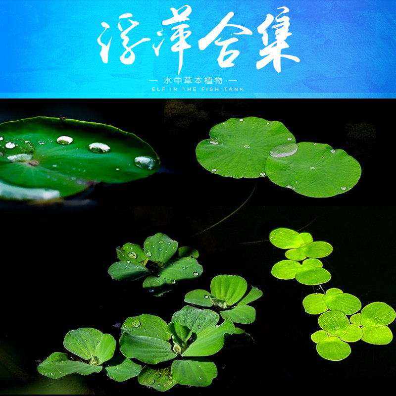 水草浮萍鱼缸浮性水生植物圆心萍槐叶萍珊瑚小芝麻萍一叶莲黄花菱