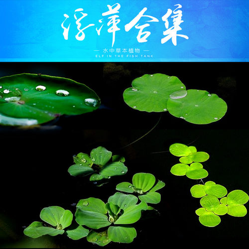 水草浮萍鱼缸浮性水生圆心萍