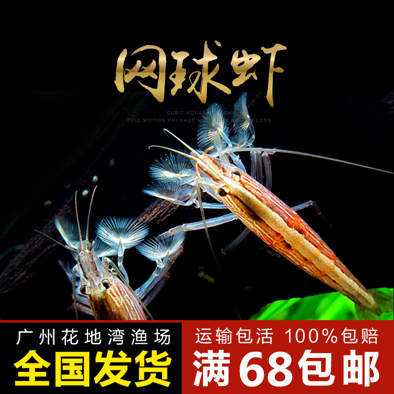 网球巨人非洲3-4cm观赏清洁除藻