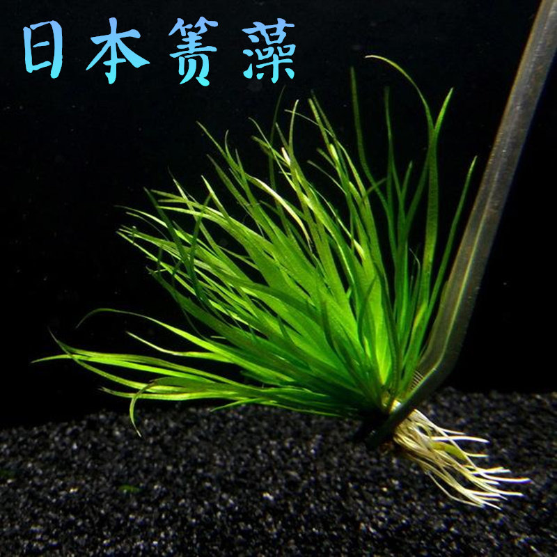 日本箦藻责藻蕨类苔藓杯装中景前景鱼缸水草沉木饲养难荷兰式造景