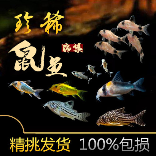 亚马逊鼠鱼合集精灵淡水底栖