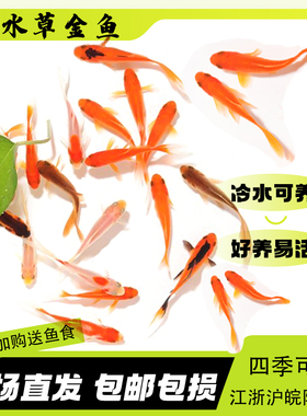 观赏鱼草金鱼小型淡水耐活冷水好养活鱼体家养闯缸饲料鱼红鲫鱼苗