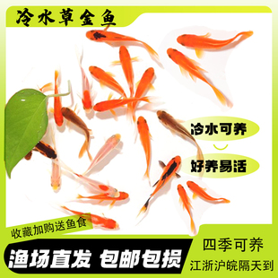 观赏鱼草金鱼小型淡水耐活冷水好养活鱼体家养闯缸饲料鱼红鲫鱼苗