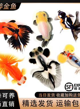包活金鱼活鱼观赏鱼小型淡水好养冷水鱼鱼苗新手小金鱼兰寿锦鲤