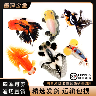 金鱼观赏鱼冷水鱼淡水鱼好养易活