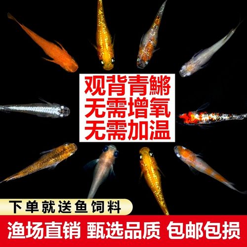 观背冷水鱼好养易活小锦鲤吃油膜