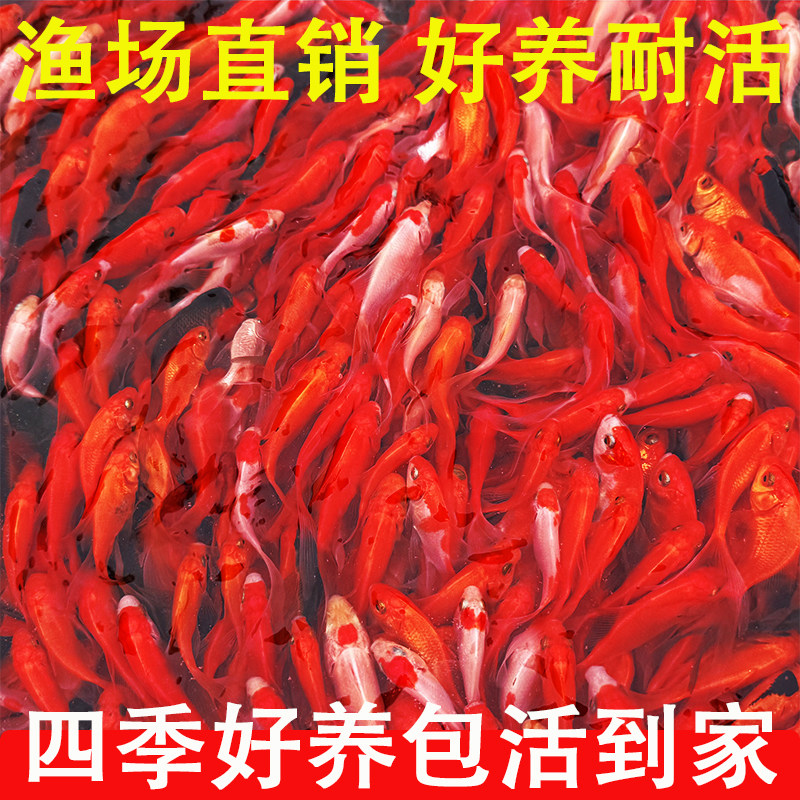 草金鱼活鱼观赏鱼锦鲤鱼苗淡水鱼冷水鱼小型耐活活体小金鱼红草金
