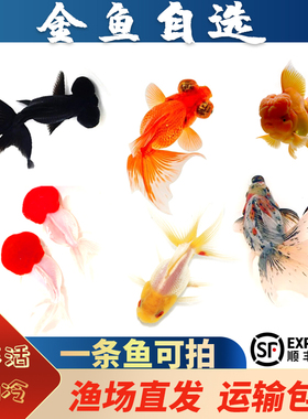 金鱼活鱼观赏鱼小型淡水好养冷水鱼锦鲤泰狮子头蝶尾兰寿草金鱼苗