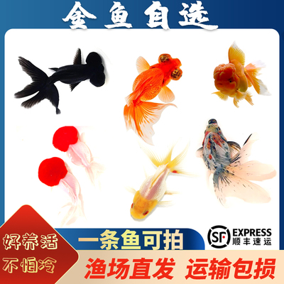 金鱼冷水鱼淡水鱼好养易活观赏鱼