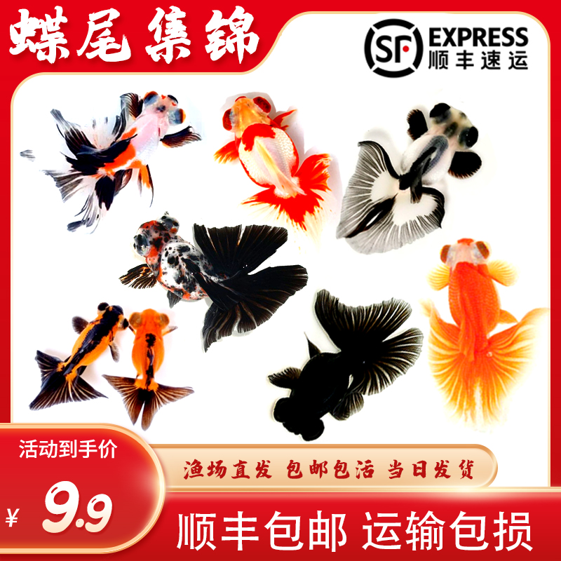 蝶尾冷水鱼观赏鱼淡水鱼活体好养