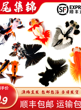 金鱼活鱼观赏鱼小型淡水好养冷水鱼锦鲤泰狮子头蝶尾兰寿草金鱼苗