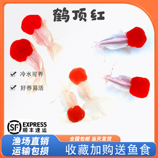 鸿运当头鱼观赏鱼鹤顶红狮子头金鱼活鱼丹顶冷水鱼淡水好养耐活鱼
