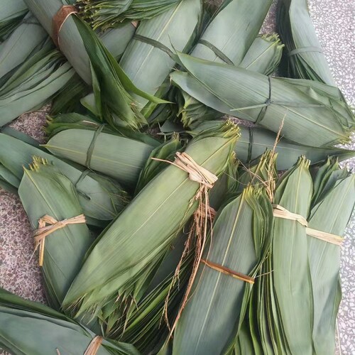 浙江衢州江山现摘新鲜大号粽叶200片棕叶包粽子叶端午粽叶真空