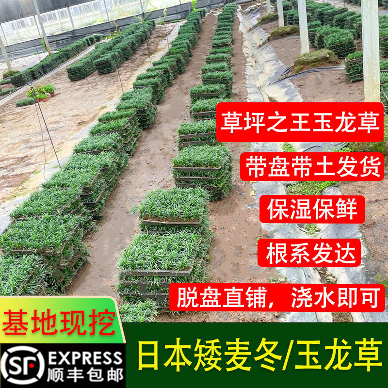 玉龙草盘苗！四季常绿，抗病虫害图片