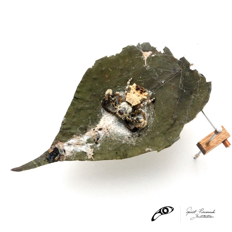 鸟屎蛛 拟态蜘蛛 摄影作品 原生生态标本 专业藏品  统览