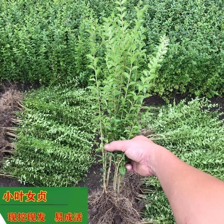 小叶女贞树苗四季常青室外庭院别墅小区绿篱苗道路绿化耐寒不落叶