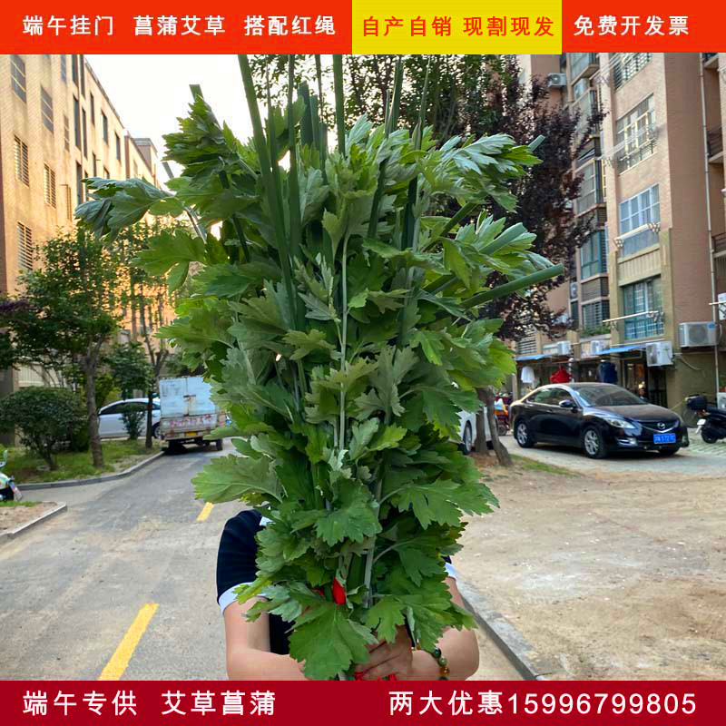 端午节新鲜艾草菖蒲礼品套装艾篙艾叶现采现发挂门前野生艾草驱蚊