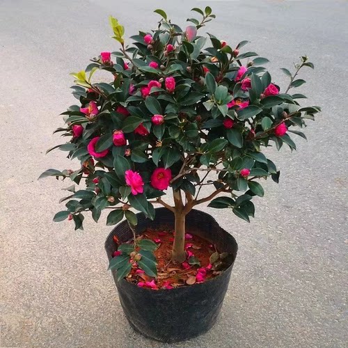 茶梅盆栽四季茶梅花苗盆景