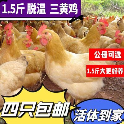 1.5斤三黄鸡活苗正宗1斤半大小鸡幼苗纯种黄毛土鸡苗笨鸡苗包邮