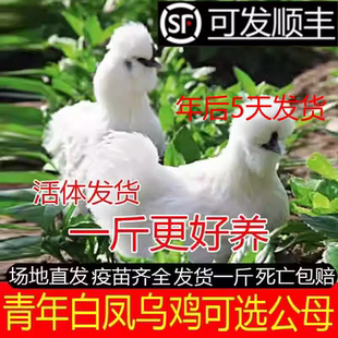 一斤纯种乌鸡苗活苗乌骨鸡活苗白凤泰和乌鸡半大鸡脱温鸡小鸡苗