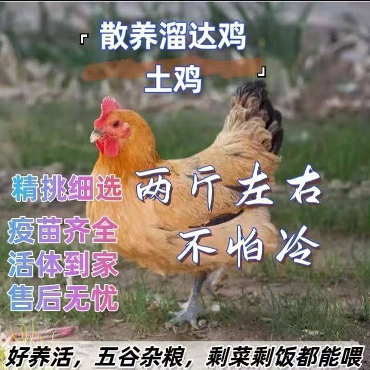 2斤高产蛋散养土鸡活苗鸡苗脱温鸡农家散养土鸡母鸡纯种小鸡苗,农用物资,动物种苗,淘宝优惠券,粉丝福利购,淘宝优惠卷