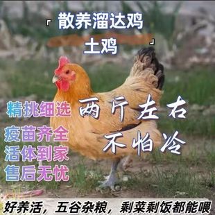 2斤高产蛋散养土鸡活苗鸡苗脱温鸡农家散养土鸡母鸡纯种小鸡苗