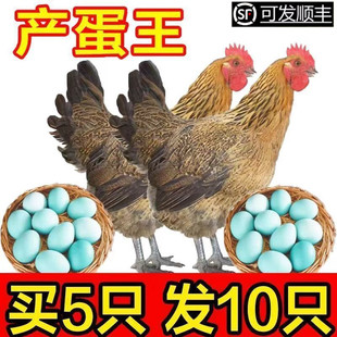 一斤活体鸡高产蛋鸡麻羽绿壳蛋鸡脱温鸡苗绿壳蛋鸡小苗包活到家