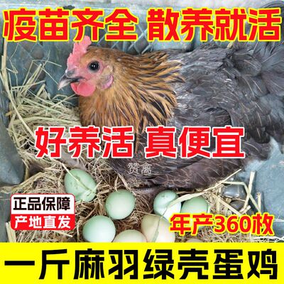 包活到家绿壳蛋鸡一斤