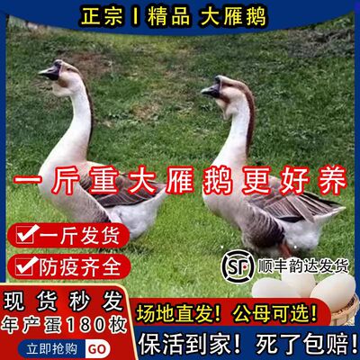 半大脱温4日龄先货速发出壳灰鹅活苗大种肉鹅脱温小鹅仔包活包邮