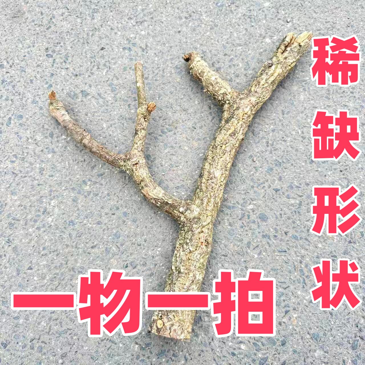 葡萄牙进口实心软木原木圆木爬宠蜥蜴守宫雨林缸生态造景软树枝杈