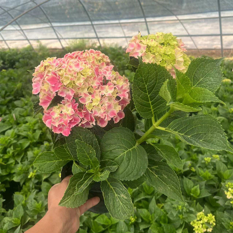 魔幻小丑绣球花苗盆栽八仙花阳台庭院耐寒植物四季开花卉