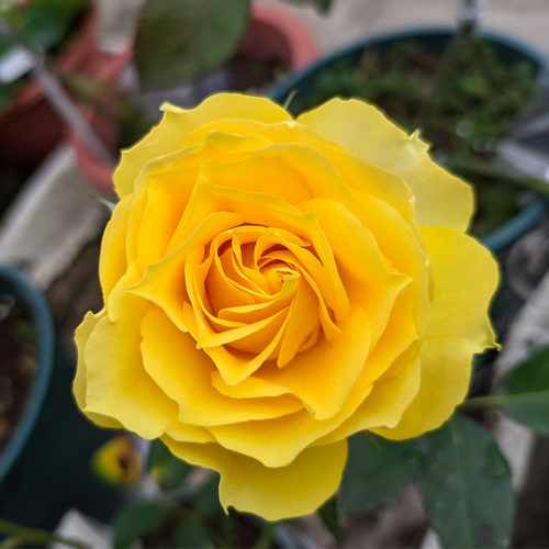狮子座 月季花苗黄色勤花大花浓香玫瑰欧月阳台盆栽庭院花卉植物