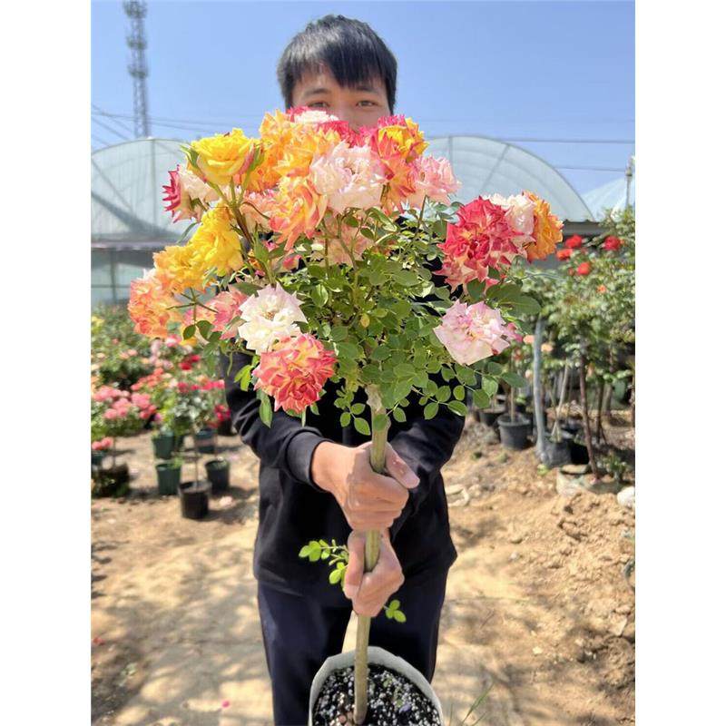 藤彩虹棒棒糖树桩月季苗玫瑰花树苗盆栽四季阳台庭院浓香花卉植物,鲜花速递/花卉仿真/绿植园艺,月季/蔷薇/玫瑰,淘宝优惠券,粉丝福利购,淘宝优惠卷