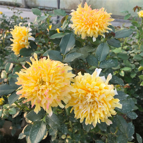 烟花波浪浓香灌木月季花苗花型似菊花多季开花卉绿植物盆栽玫瑰花
