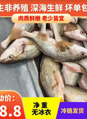 新鲜黄姑鱼厂家直售莒之渔