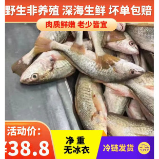 新鲜野生黄姑鱼鲜活黄婆鸡春子鱼海鱼生鲜野生黄鱼天然海捕顺丰发