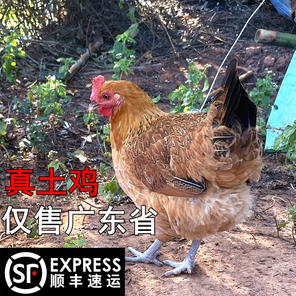 正宗农家林下散养土鸡走地鸡顺丰速运现宰广东特产孕妇营养月子鸡