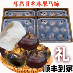 广东水果乐昌北乡马蹄5斤礼盒装新鲜脆甜免清洗荸荠即食特大地梨