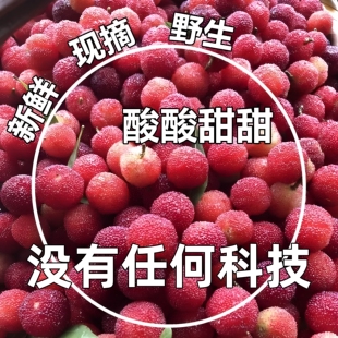 韶关本地土杨梅野生整箱2-5斤青红小杨梅酸酸甜孕妇开胃新鲜水果